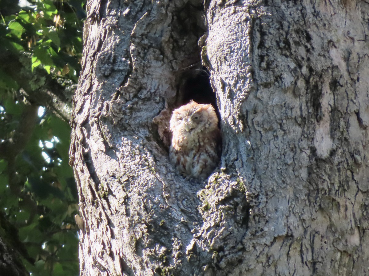 Eastern Screech-Owl - Sara Griesemer