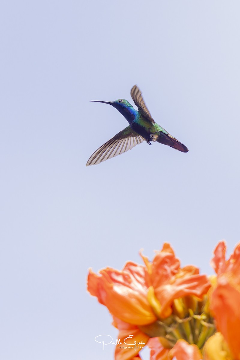 kolibřík tropický - ML604641111