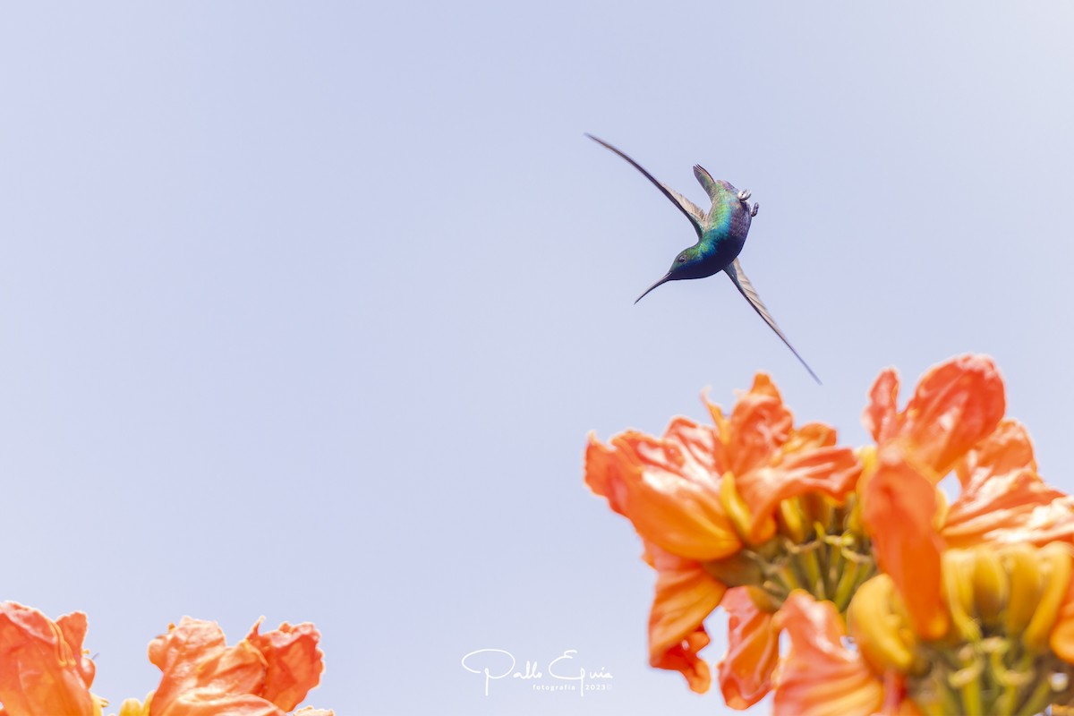 kolibřík tropický - ML604641131
