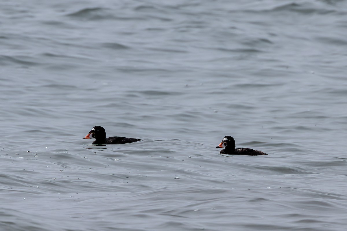 Surf Scoter - ML604641161