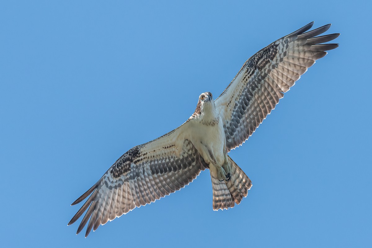 Águila Pescadora - ML604642141