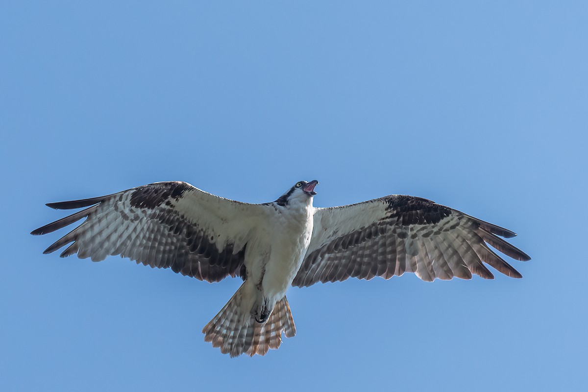 Águila Pescadora - ML604642151