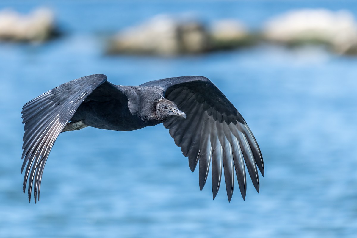 Black Vulture - ML604642271