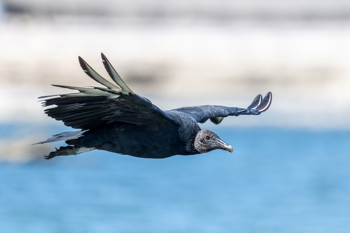 Black Vulture - ML604642281