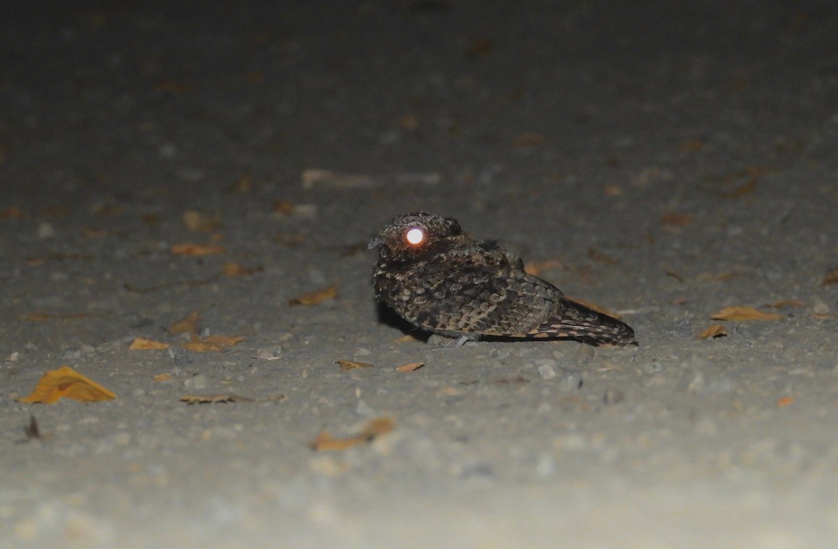 Common Poorwill - ML604642511