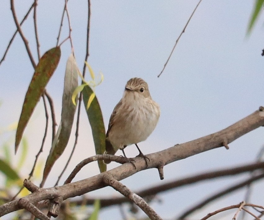 Spotted Flycatcher - ML604642951