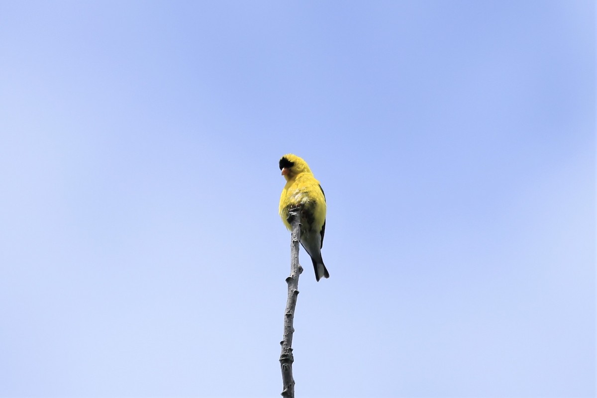 American Goldfinch - Marie Provost