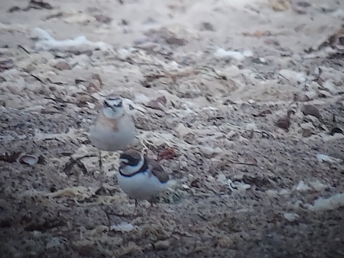 Semipalmated Plover - Frank Bowrys