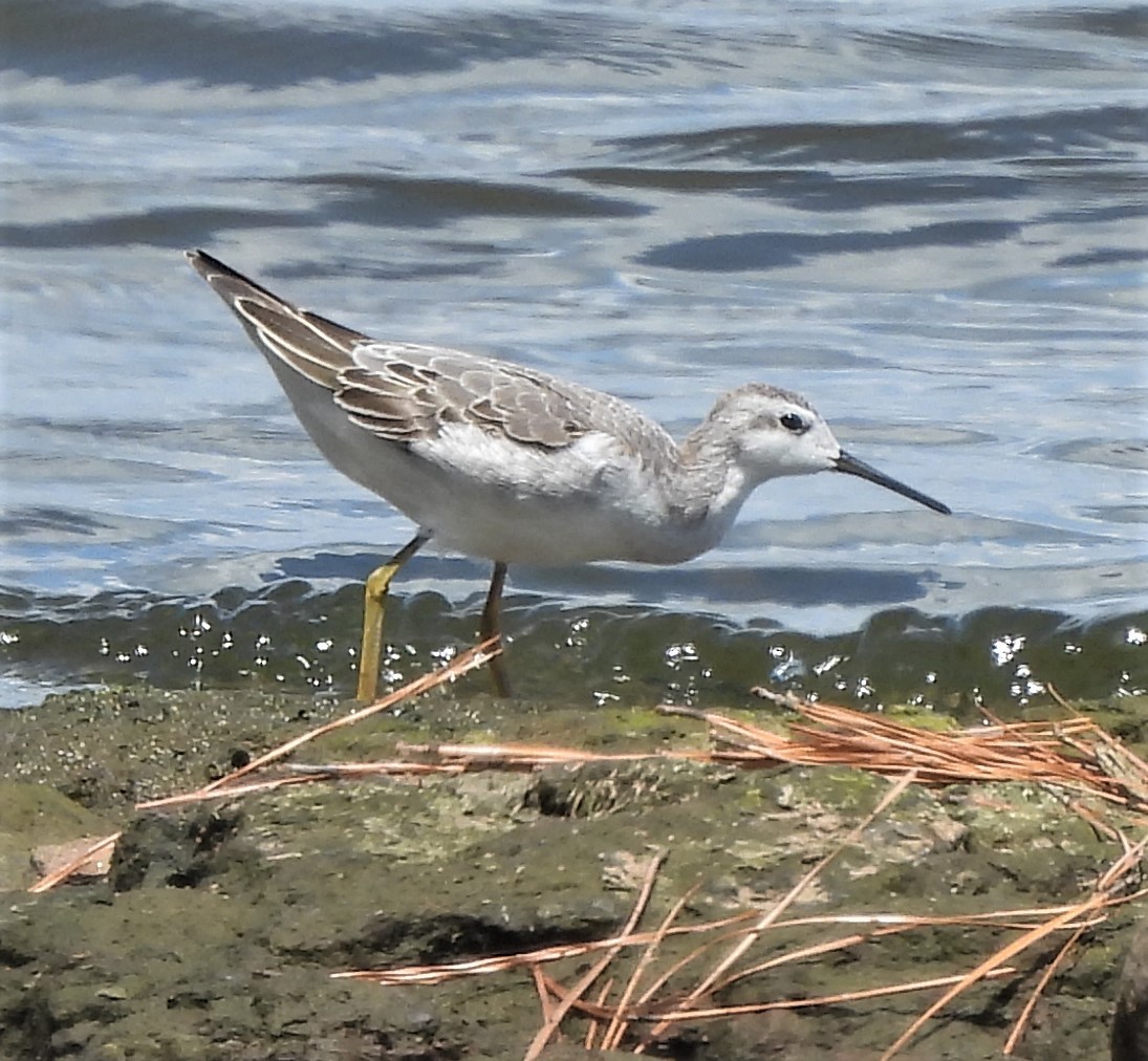 Wilson's Phalarope - ML604643731