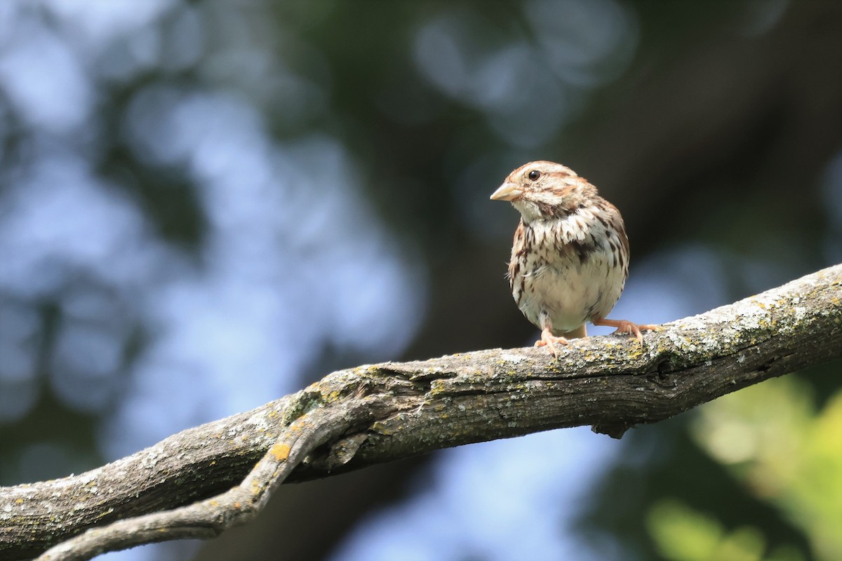 Song Sparrow - Marie Provost