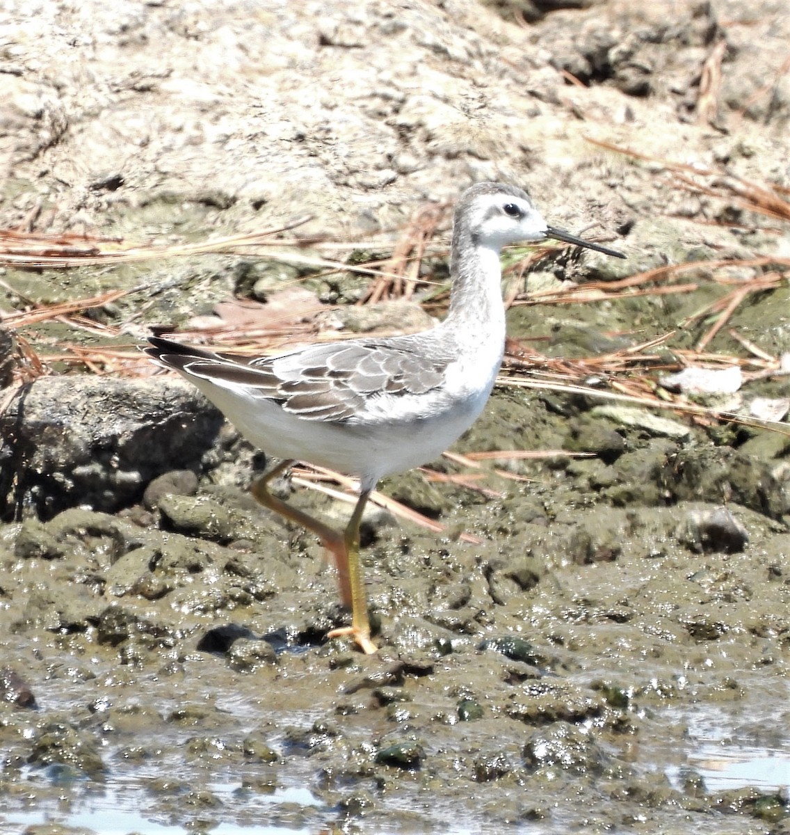 Wilson's Phalarope - ML604643751