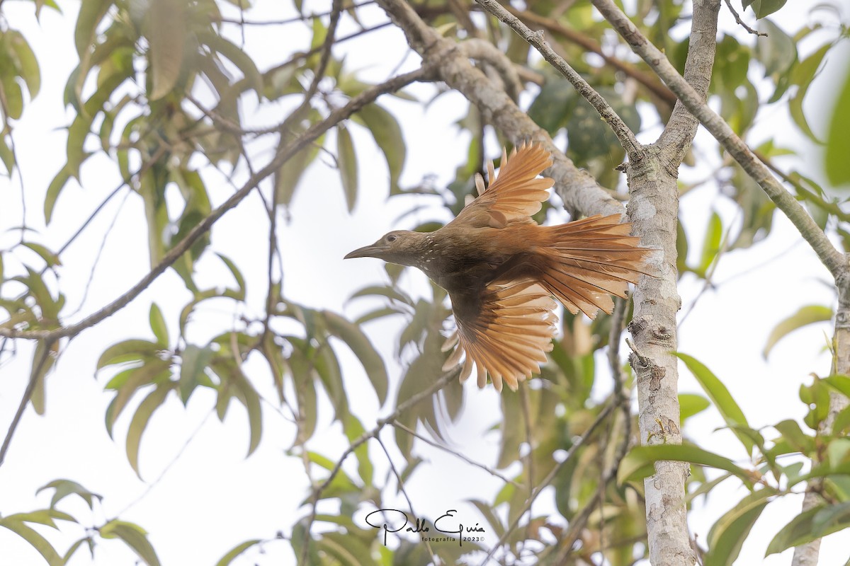 Cinnamon-throated Woodcreeper - Pablo Eguia