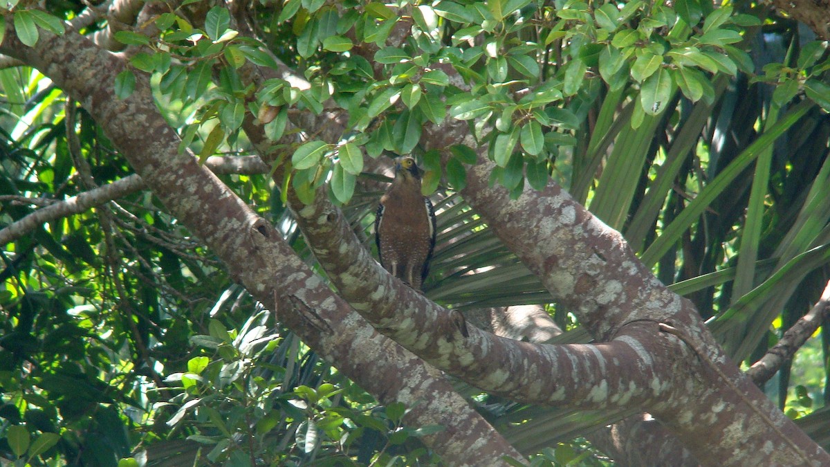 Crested Serpent-Eagle - ML604644101