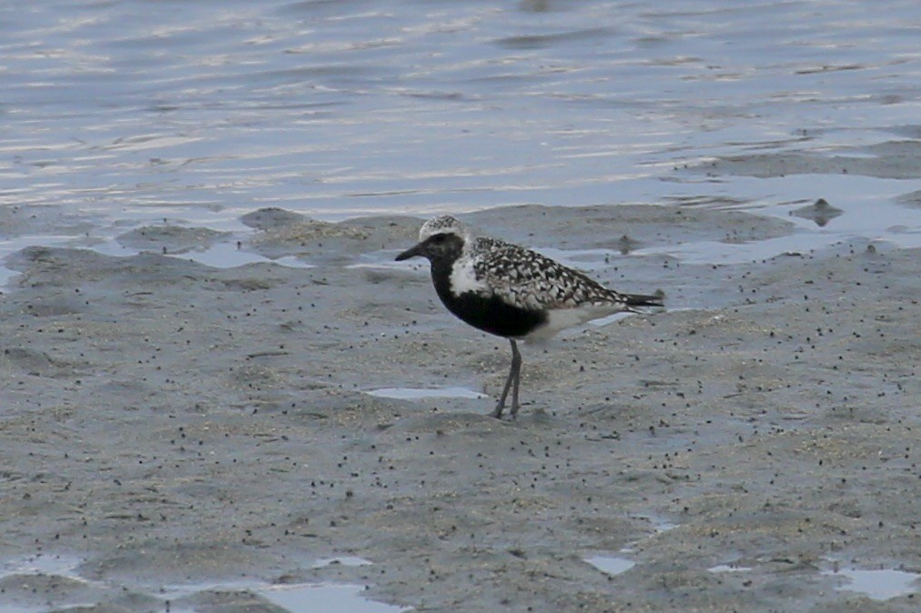 Black-bellied Plover - ML604645401