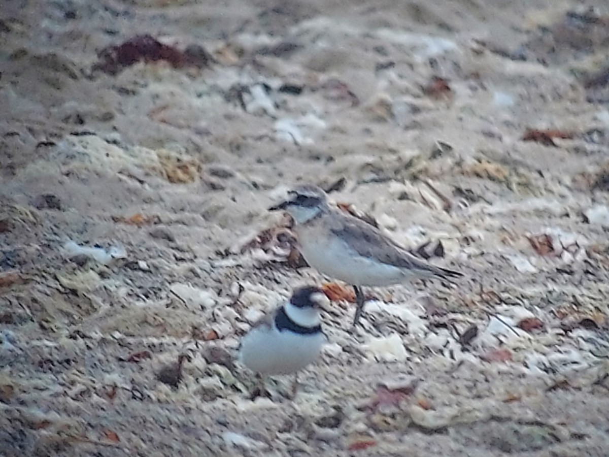 Semipalmated Plover - Frank Bowrys