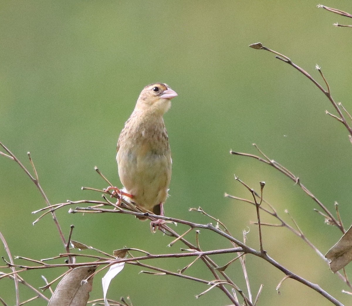 Northern Red Bishop - ML604645711