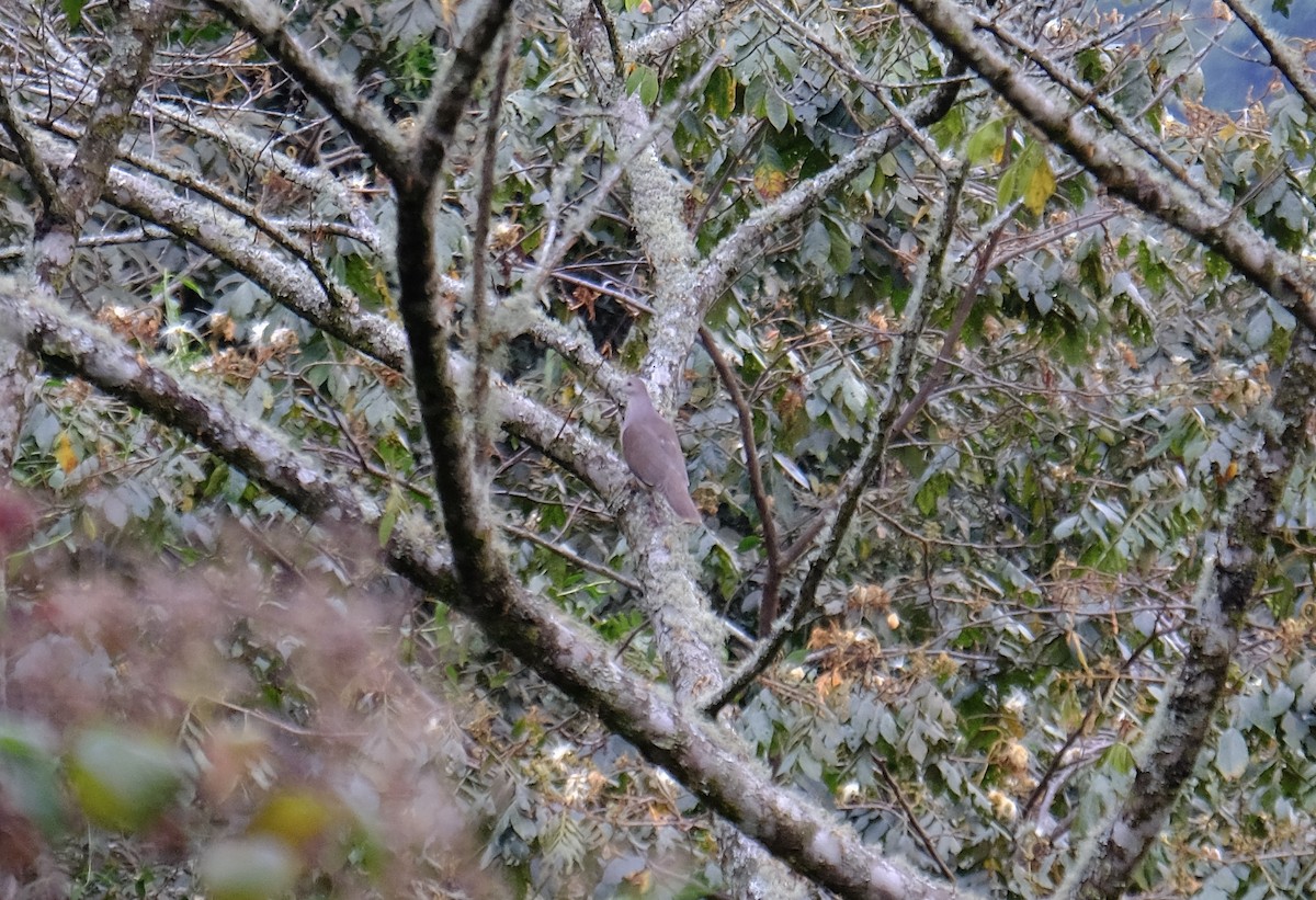 Pigeon plombé - ML604646571