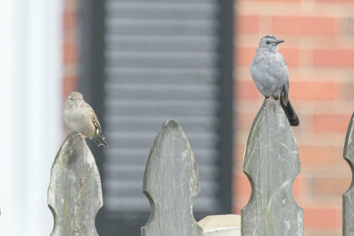 Gray Catbird - ML604649361