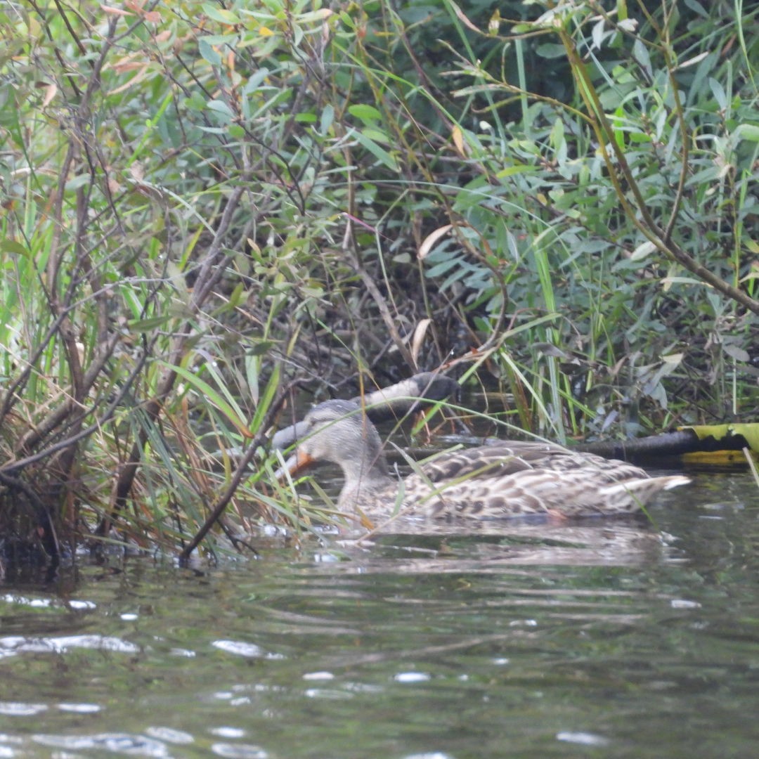 Mallard - ML604650091