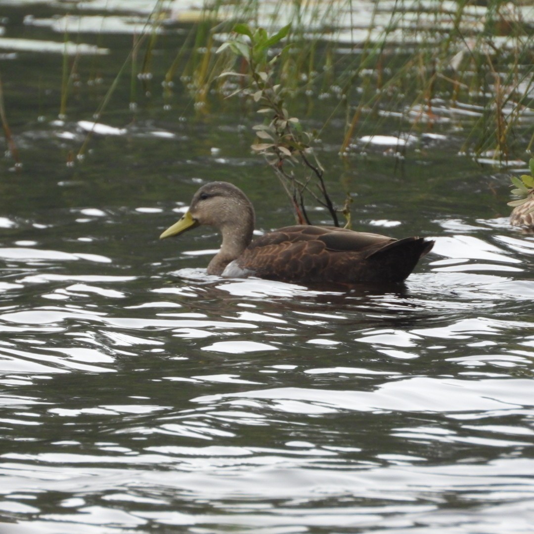 American Black Duck - ML604650241