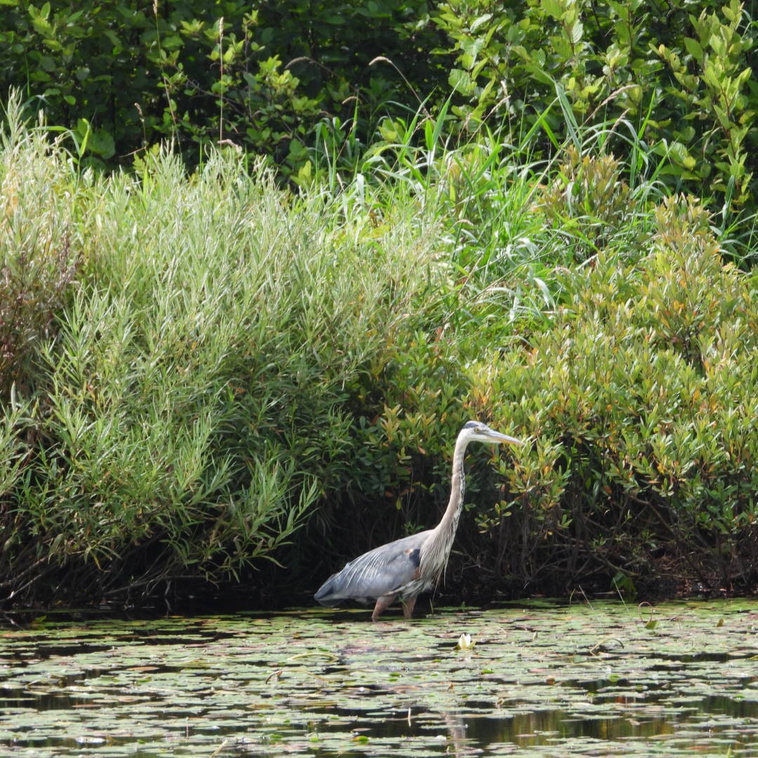 Great Blue Heron - ML604650331