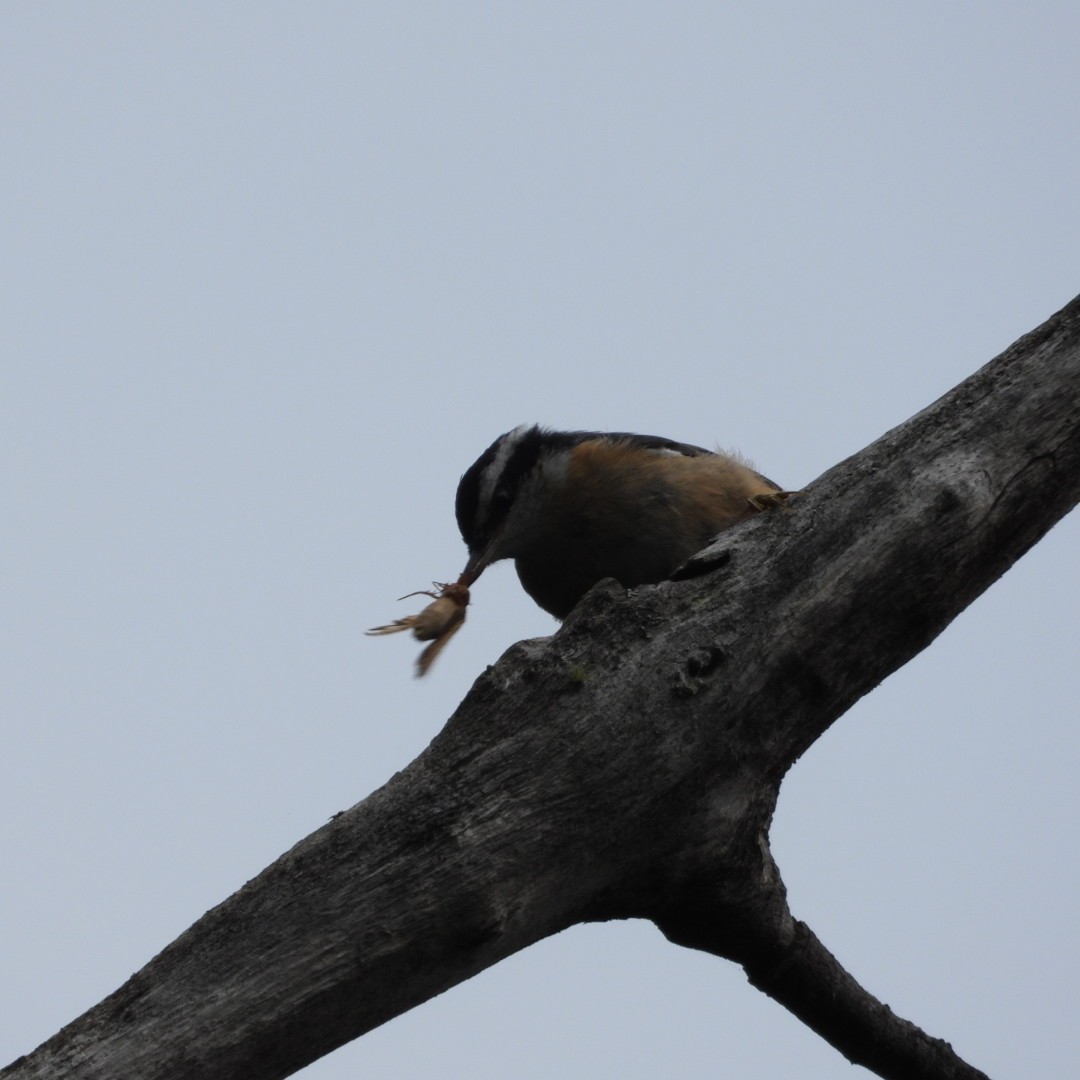 Red-breasted Nuthatch - ML604650611