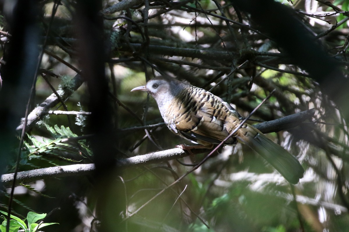 Barred Laughingthrush - ML60465081