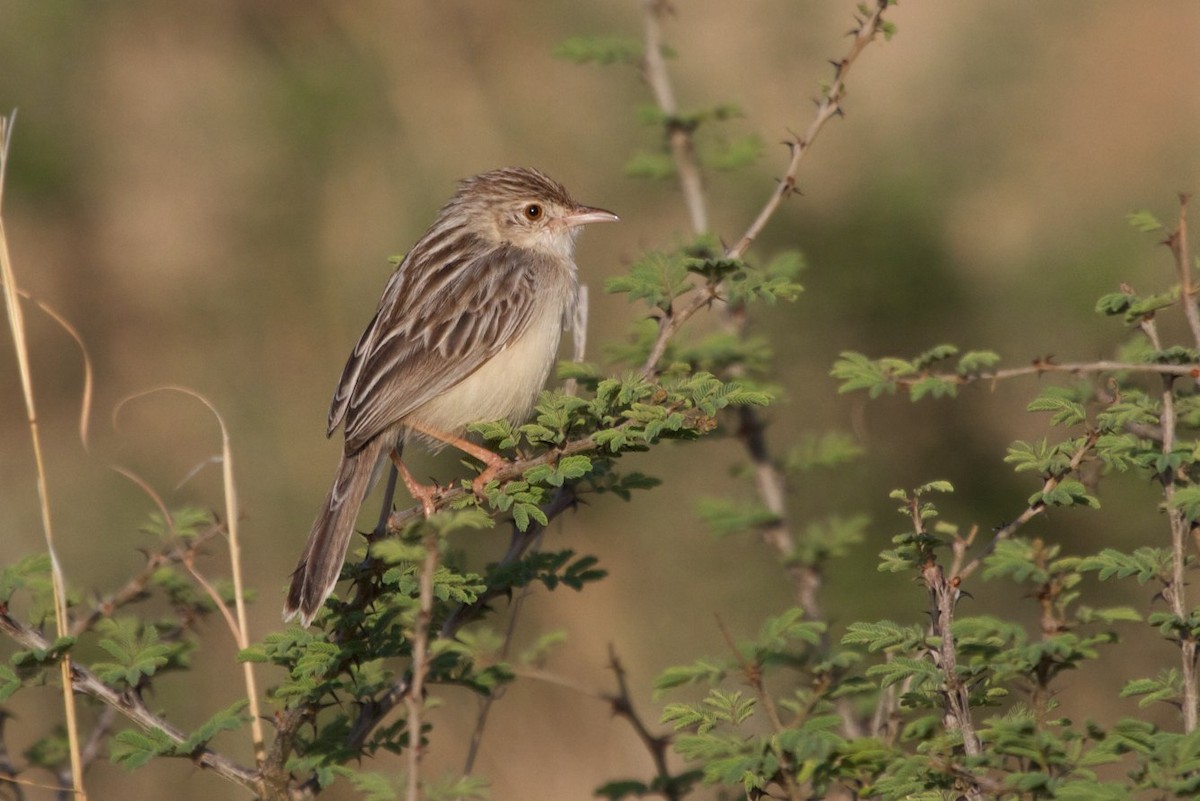 Ashy Cisticola - Mark Piazzi