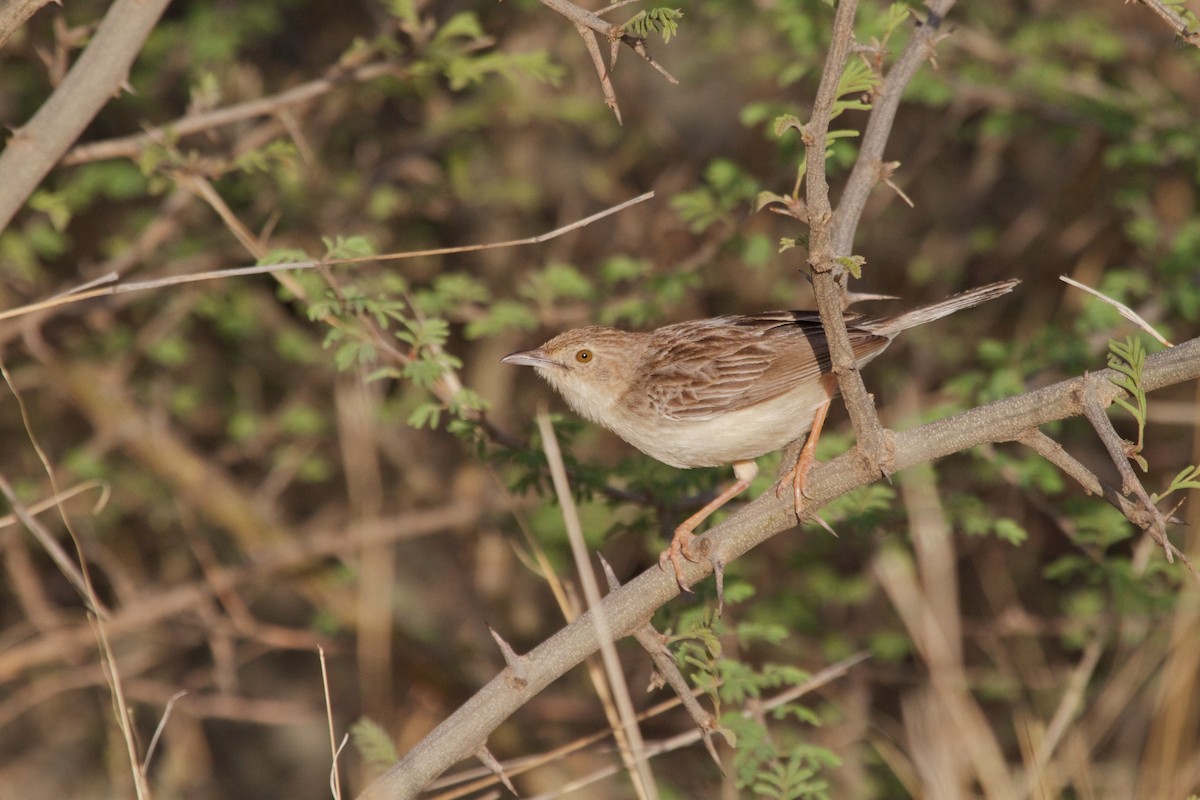 Ashy Cisticola - ML604651651