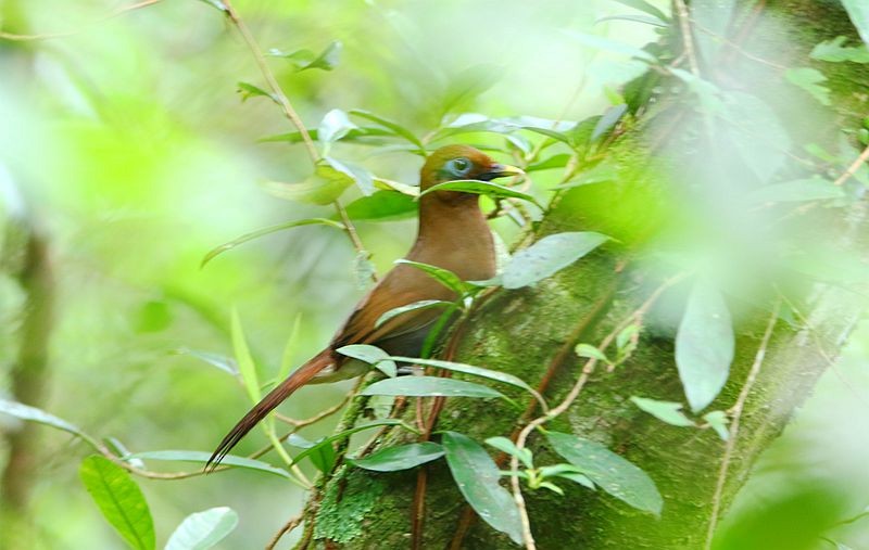 Rusty Laughingthrush - ML60465231