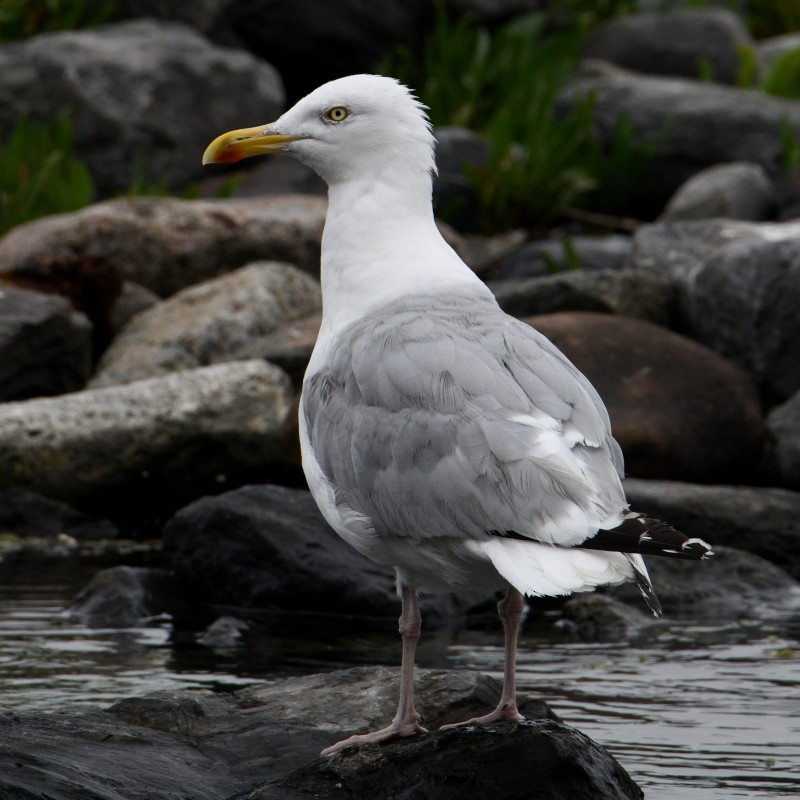 Herring Gull - Jos Simons