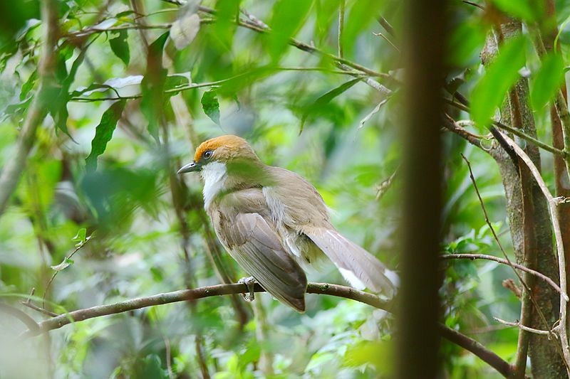 Rufous-crowned Laughingthrush - Roland Lo