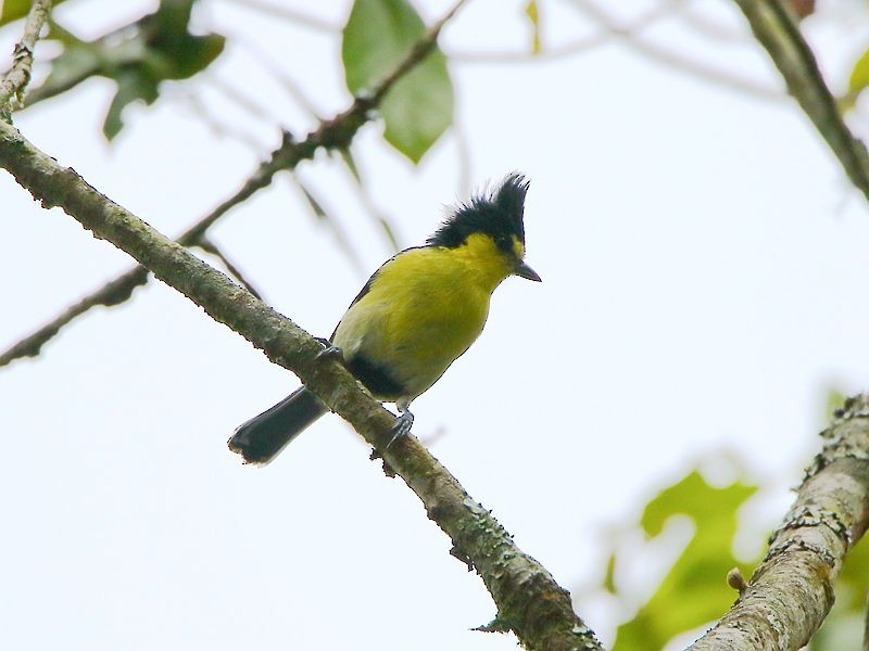 Taiwan Yellow Tit - ML60465261