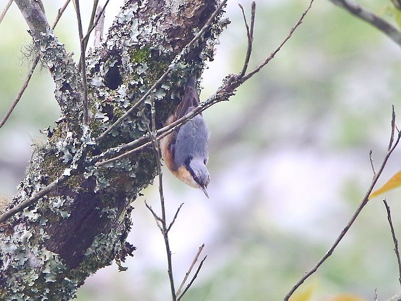 Eurasian Nuthatch - ML60465281