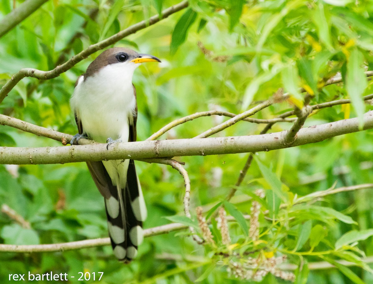 Yellow-billed Cuckoo - ML60465291