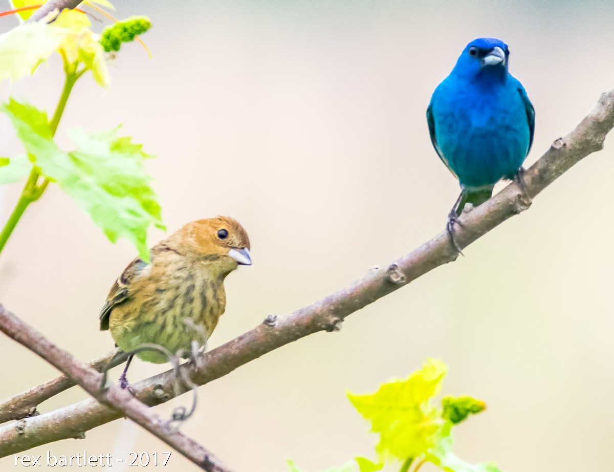 Indigo Bunting - ML60465301