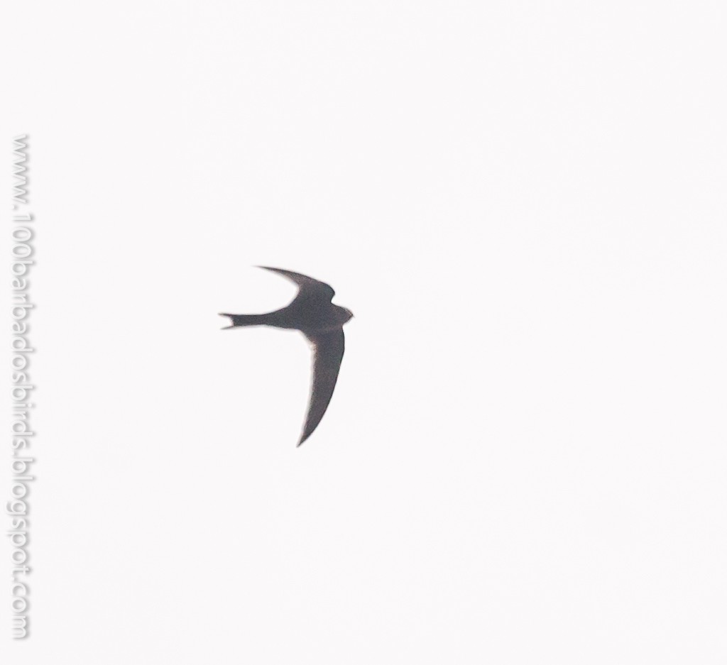 Common Swift - Julian E. Moore