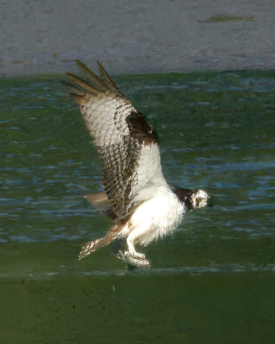 Águila Pescadora - ML604653411