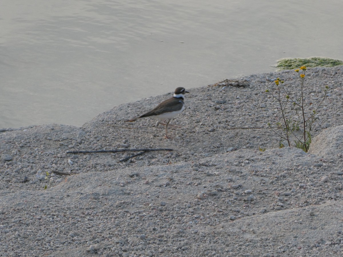 Killdeer - ML604654441