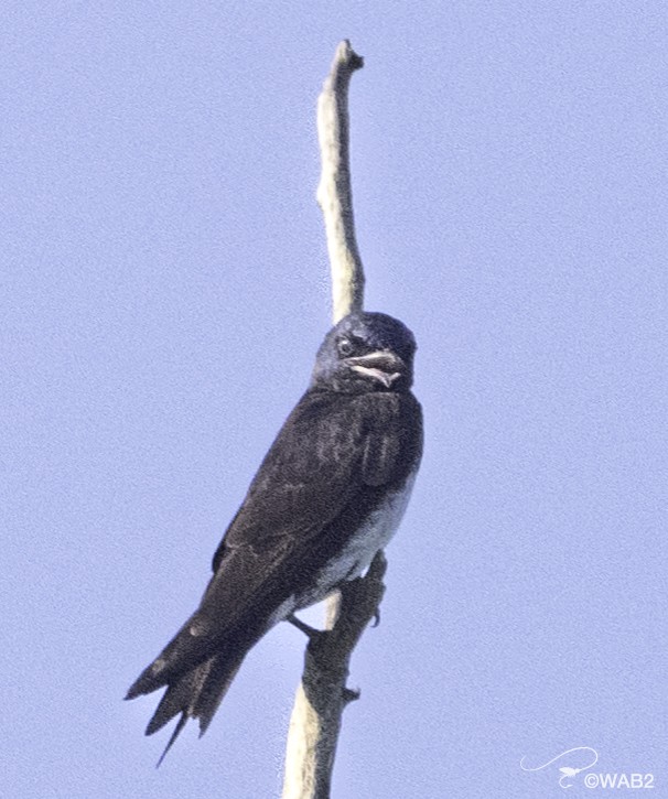 Purple Martin - ML604654791