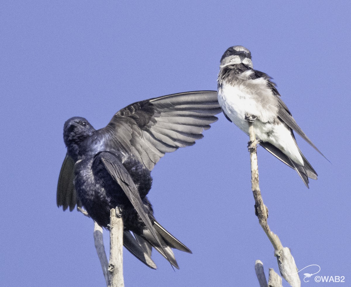 Purple Martin - ML604654821