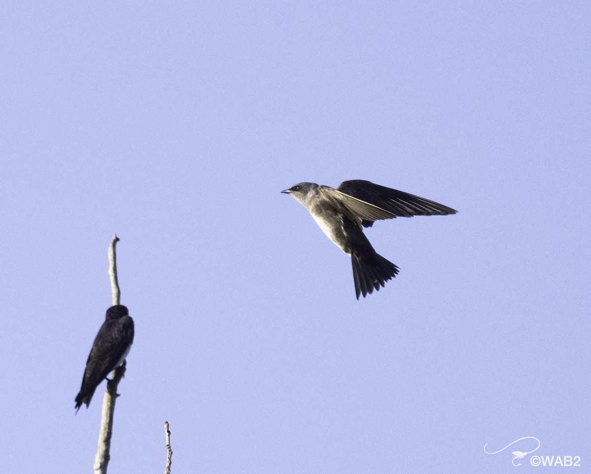 Purple Martin - ML604654831