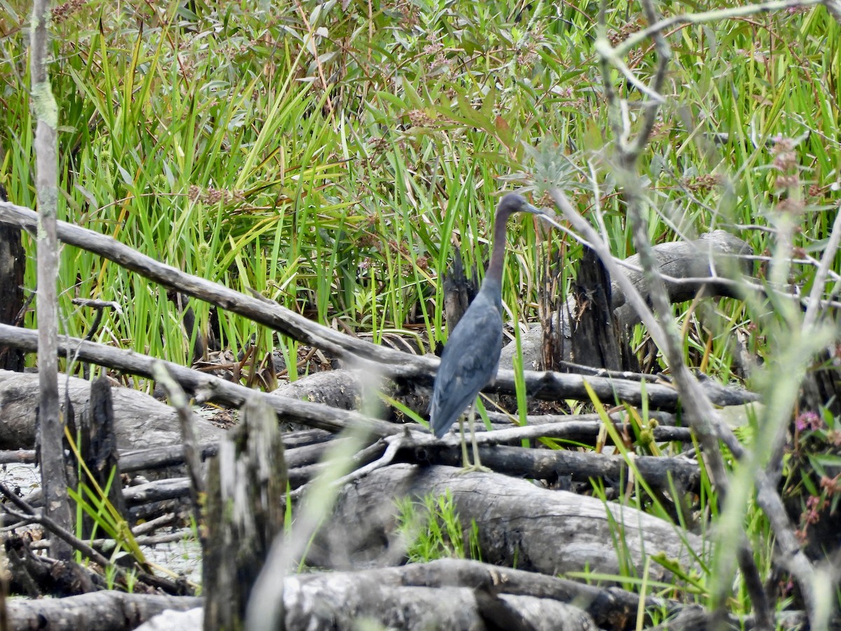 Little Blue Heron - ML604654891