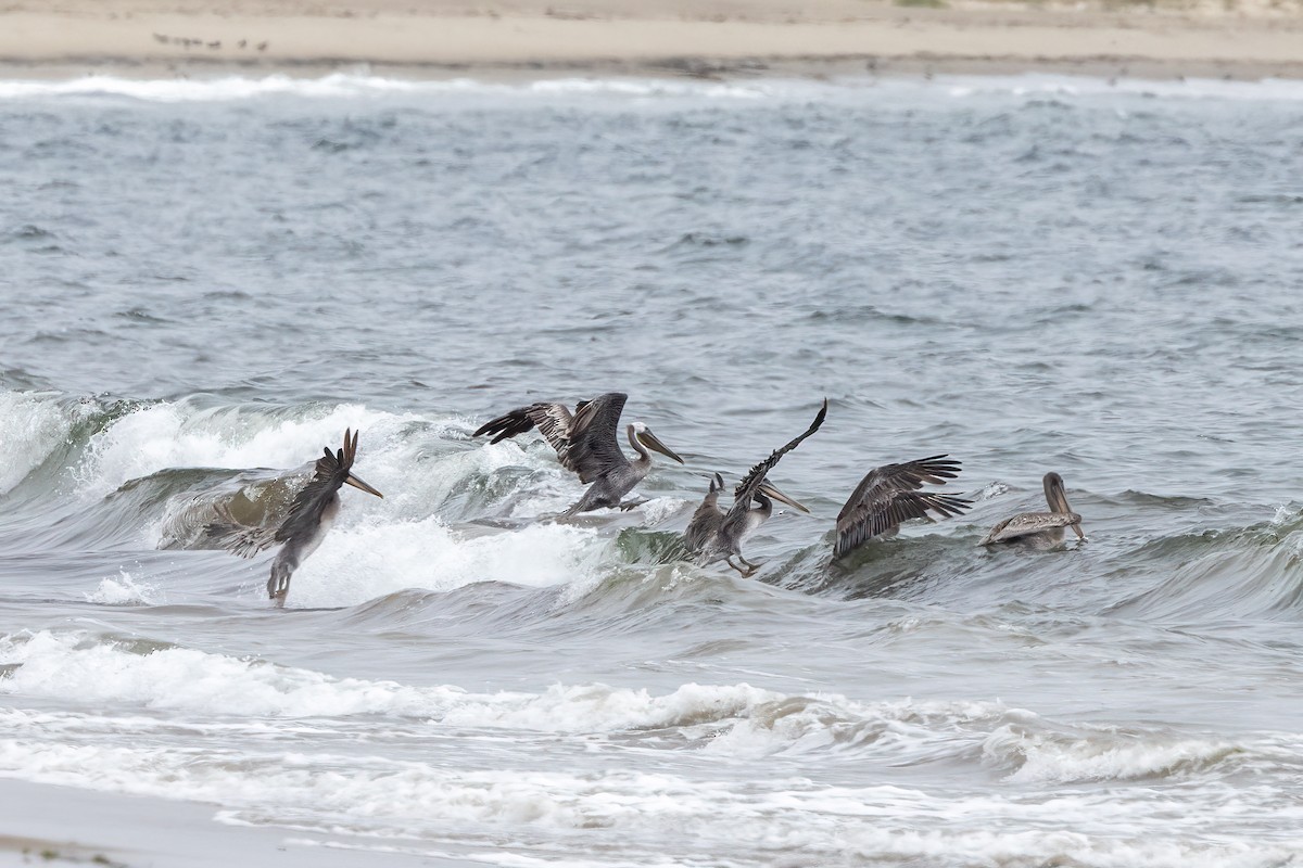 Brown Pelican - ML604655861