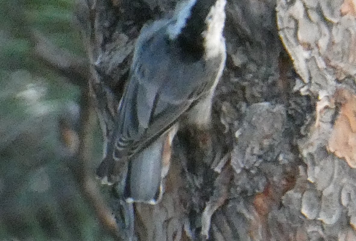 White-breasted Nuthatch - ML604656511