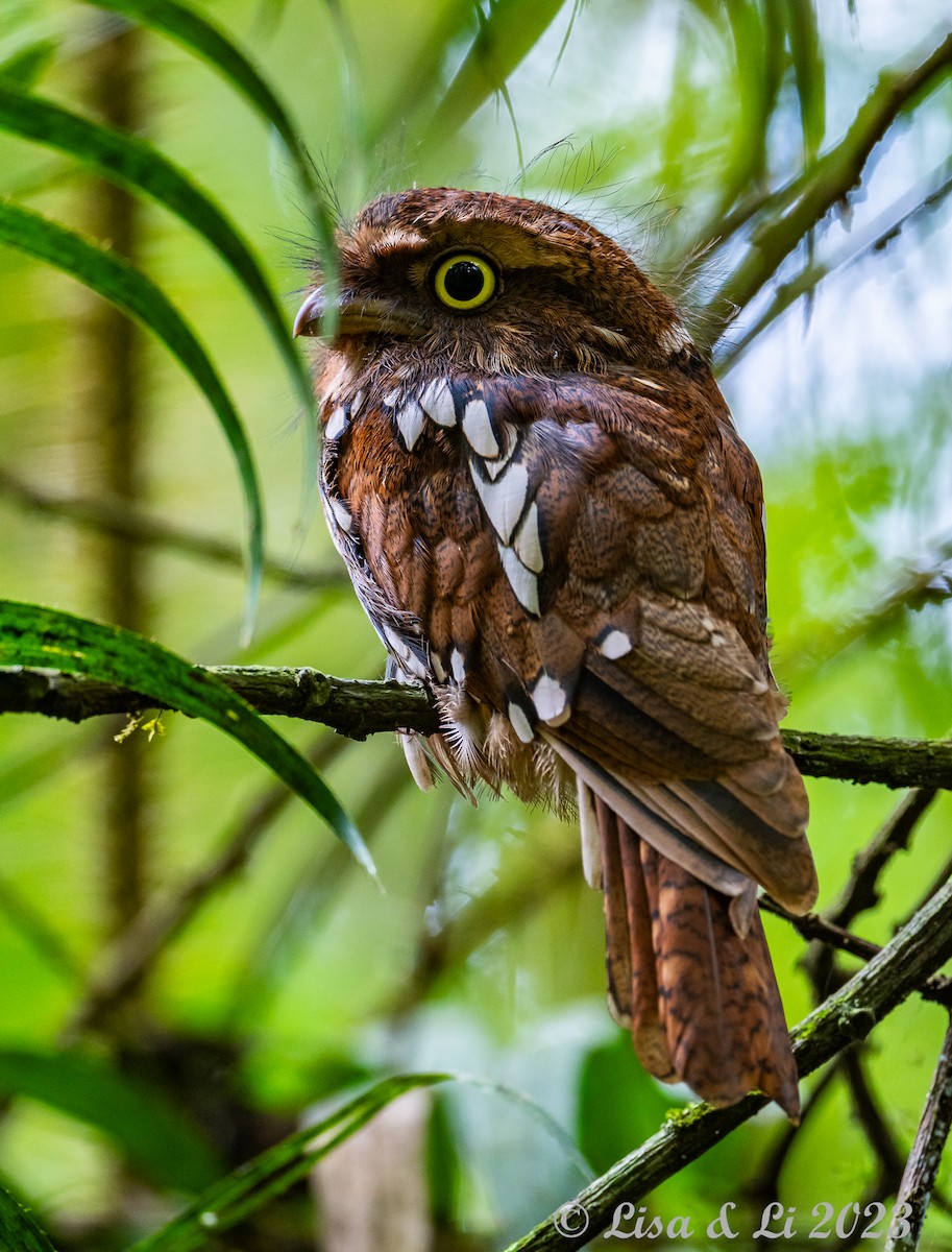 Sumatran Frogmouth - ML604657011