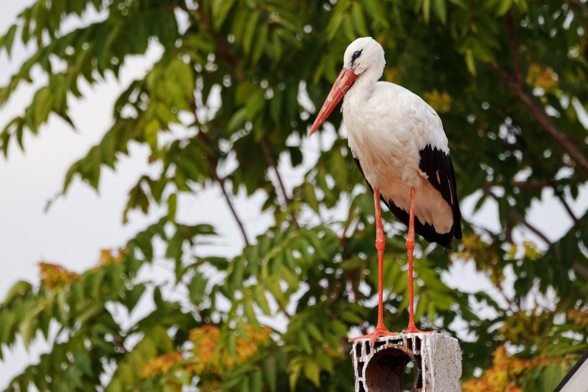 White Stork - ML604658321