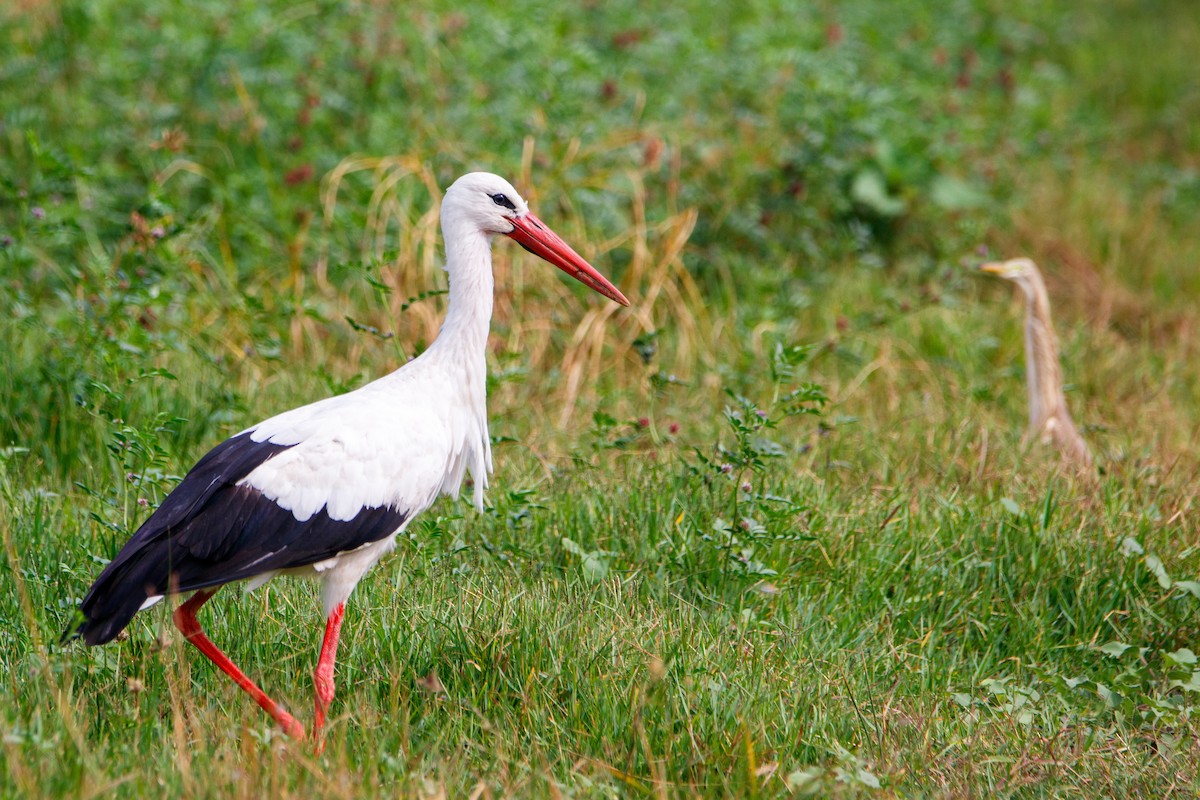White Stork - ML604658331