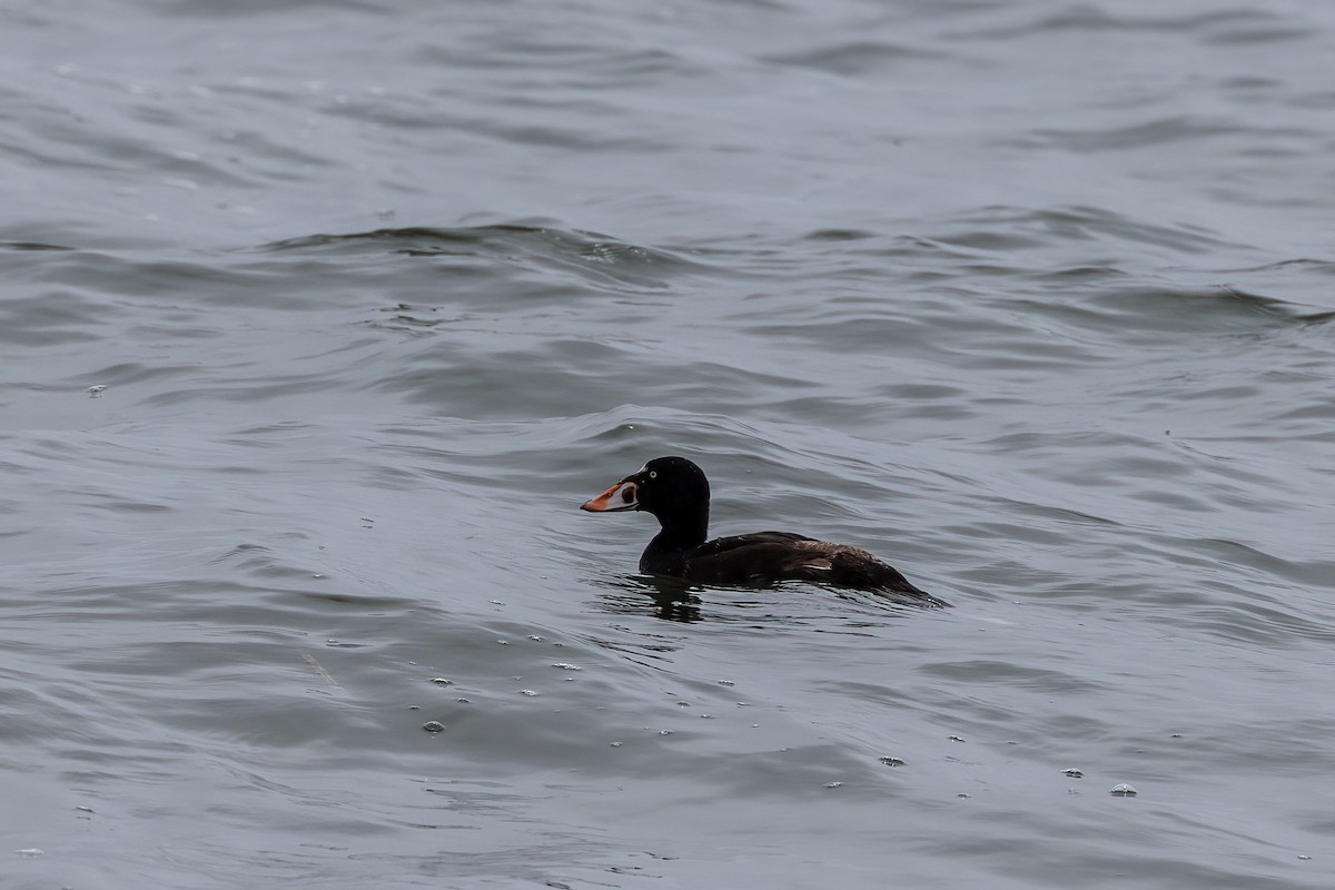 Surf Scoter - ML604658371