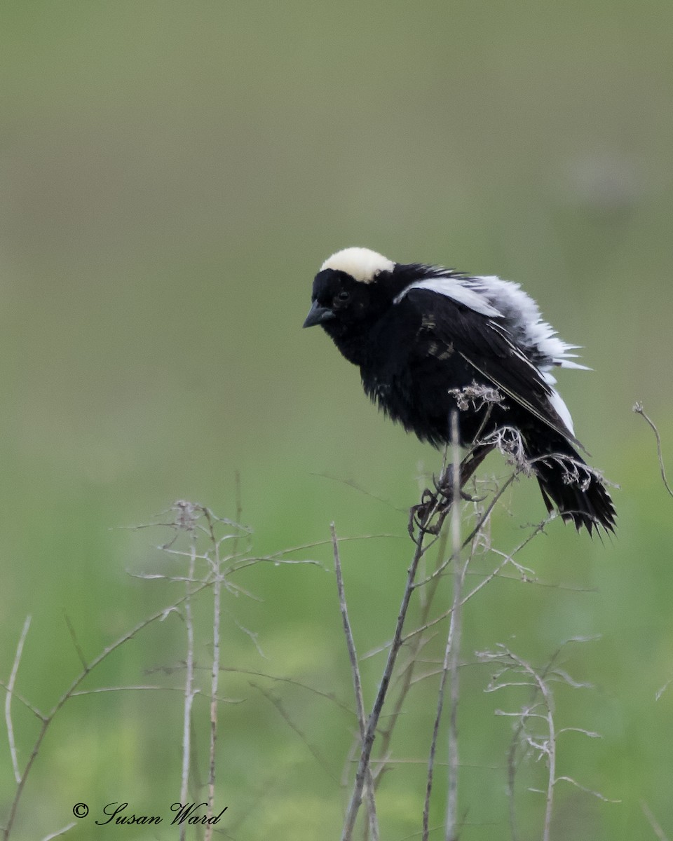 Bobolink - Susan Logan Ward